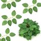 50-Piece Artificial Green Rose Leaves – Bulk Faux Greenery for DIY, Weddings, Birthdays, Bridal Showers, Centerpieces, and Home Décor